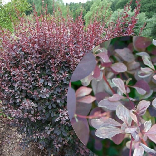 Berberis x ottawensis 'Silver Miles' - Ottawa kukerpuu 'Silver Miles' P9/0,55L